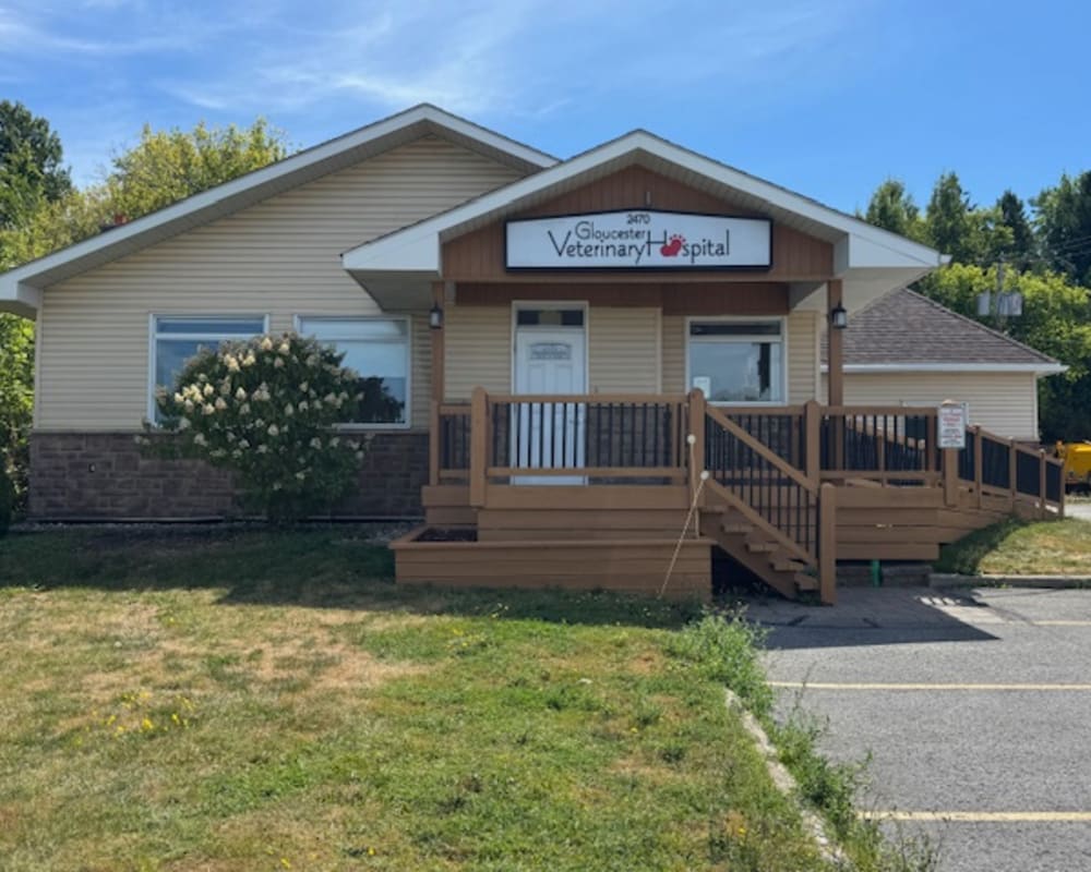 Home | Gloucester Veterinary Hospital | Orléans Vet