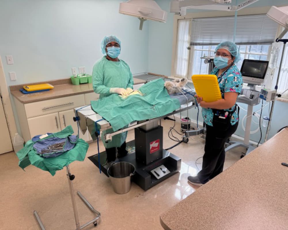 Surgery, Orléans Veterinarian