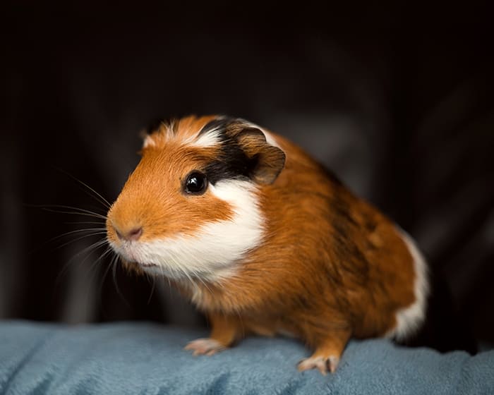 Avian & Exotic Pet Services, Orléans Veterinarians