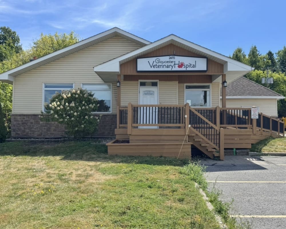 Home | Gloucester Veterinary Hospital | Orléans Vet